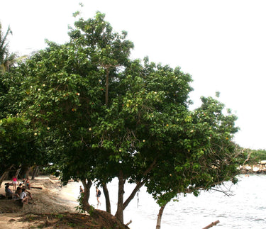 10 PORTIA TREE Yellow Pink Purple Flowers Change Color Pacific Rosewood Tulip Thespesia Populnea Seeds